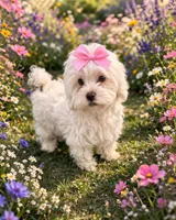 Charlotte , a male Shihpoo for sale in Dorchester, MA – Photo 4 of 4