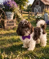 Liam, a male Shihpoo for sale in Dorchester, MA – Photo 2 of 4