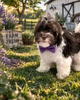 Liam, a male Shihpoo for sale in Dorchester, MA – Photo 1 of 4