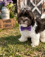 Liam, a male Shihpoo for sale in Dorchester, MA – Photo 3 of 4