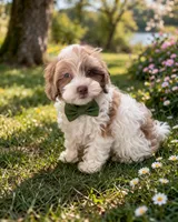 Theodore, a male Shihpoo for sale in Dorchester, MA – Photo 1 of 4