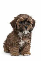 Lenox , a male Shihpoo for sale in Dorchester, MA – Photo 4 of 4
