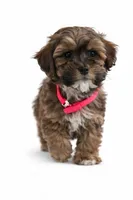 Lenox , a male Shihpoo for sale in Dorchester, MA – Photo 2 of 4