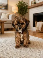 Lenox , a male Shihpoo for sale in Dorchester, MA – Photo 3 of 4