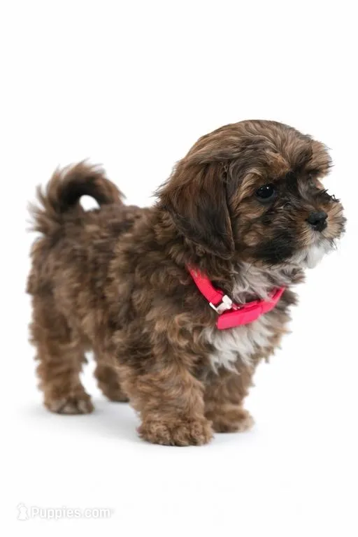 Lenox  – Shihpoo puppy for sale in Dorchester, MA