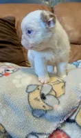 Rojo tan fluffy panda-husky koi girl, a female French Bulldog for sale in Spokane, WA – Photo 3 of 4