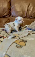 Rojo tan fluffy panda-husky koi girl, a female French Bulldog for sale in Spokane, WA – Photo 2 of 4
