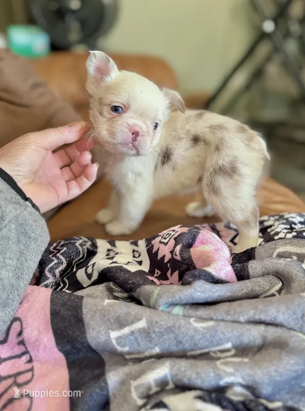 Rojo tan fluffy panda-husky koi girl – French Bulldog puppy for sale in Spokane, WA