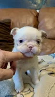Rojo tan fluffy panda-husky koi girl, a female French Bulldog for sale in Spokane, WA – Photo 4 of 4