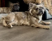 Fancy retired adult, a female French Bulldog for sale in Spokane, WA – 2 of 5