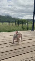 Velvet bigrope exotic, a female French Bulldog for sale in Spokane, WA – 4 of 6
