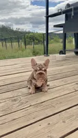 Velvet Bigrope pink n fluffy, a male French Bulldog for sale in Spokane, WA – 8 of 10