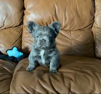 Blue Fluffy, a female French Bulldog for sale in Spokane, WA – 4 of 4