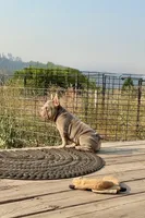 Moxie, a female French Bulldog for sale in Spokane, WA – 2 of 4