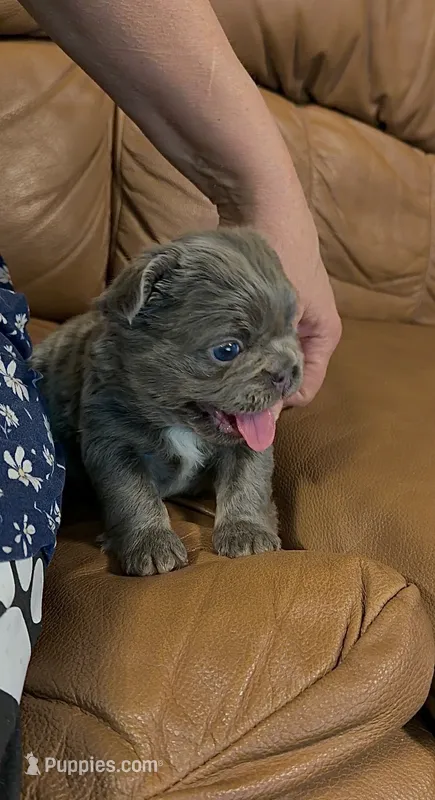 Dusty  – French Bulldog puppy for sale in Spokane, WA