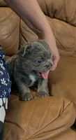 Dusty , a female French Bulldog for sale in Spokane, WA – 1 of 3