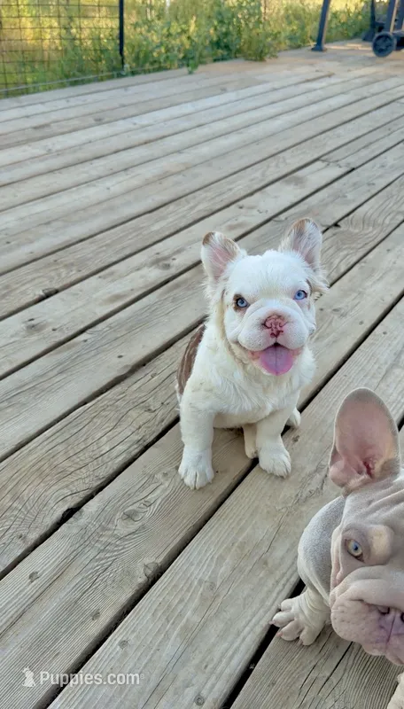 Mosie – French Bulldog puppy for sale in Spokane, WA