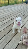 Mosie, a female French Bulldog for sale in Spokane, WA – 1 of 6