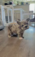 Blue fluffy bigrope, a female French Bulldog for sale in Spokane, WA – 2 of 5