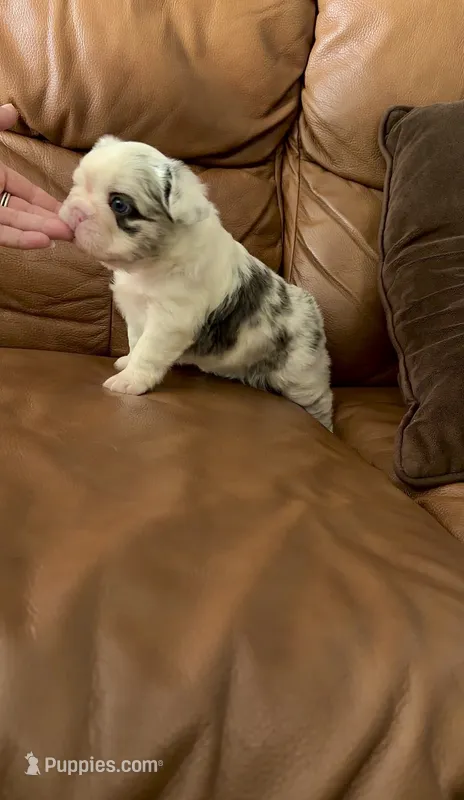 Fluffy Koi Female – French Bulldog puppy for sale in Spokane, WA