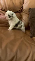 Fluffy Koi Female, a female French Bulldog for sale in Spokane, WA – 1 of 8