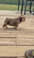 Velvet Bigrope pink n fluffy, a male French Bulldog for sale in Spokane, WA – 9 of 10