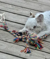 Mosie, a female French Bulldog for sale in Spokane, WA – 6 of 6
