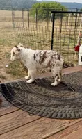 Mosie, a female French Bulldog for sale in Spokane, WA – 4 of 6