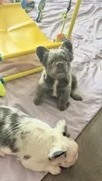 Blue Fawn Dusty, a female French Bulldog for sale in Spokane, WA – 4 of 4
