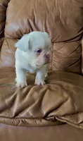 Fluffy koi merle , a male French Bulldog for sale in Spokane, WA – 5 of 6