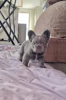 Blue Fawn Dusty, a female French Bulldog for sale in Spokane, WA – 1 of 4