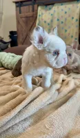 Rojo Tan Panda Koi Bigrope Girl blue eyes, a female French Bulldog for sale in Spokane, WA – 6 of 9