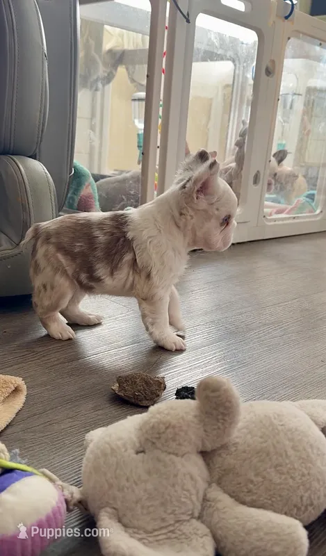 Rojo Tan Panda Koi Bigrope Girl blue eyes – French Bulldog puppy for sale in Spokane, WA