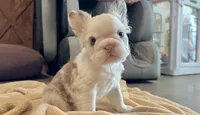 Rojo Tan Panda Koi Bigrope Girl blue eyes, a female French Bulldog for sale in Spokane, WA – 2 of 9