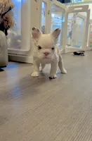 Rojo Tan Panda Koi Bigrope Girl blue eyes, a female French Bulldog for sale in Spokane, WA – 8 of 9