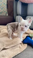 Rojo Tan Panda Koi Bigrope Girl blue eyes, a female French Bulldog for sale in Spokane, WA – 3 of 9