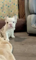 Rojo Tan Panda Koi Bigrope Girl blue eyes, a female French Bulldog for sale in Spokane, WA – 5 of 9