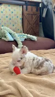 Rojo Tan Panda Koi Bigrope Girl blue eyes, a female French Bulldog for sale in Spokane, WA – 7 of 9