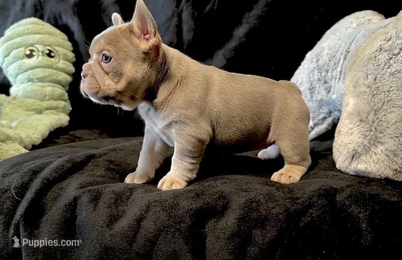 Isabella , a female French Bulldog for sale in Spokane, WA – Photo 1 of 2