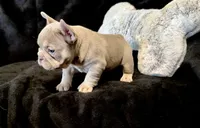 Isabella , a female French Bulldog for sale in Spokane, WA – Photo 2 of 2
