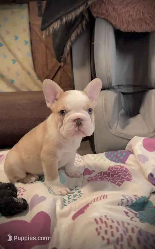 Golden Bigrope Boy – French Bulldog puppy for sale in Spokane, WA