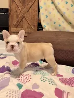 Golden Bigrope Boy, a male French Bulldog for sale in Spokane, WA – 2 of 5
