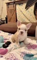 Golden Bigrope Boy, a male French Bulldog for sale in Spokane, WA – 3 of 5