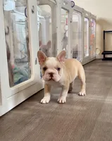 Golden Bigrope Boy, a male French Bulldog for sale in Spokane, WA – 5 of 5