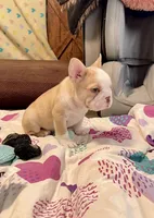 Golden Bigrope Boy, a male French Bulldog for sale in Spokane, WA – 4 of 5