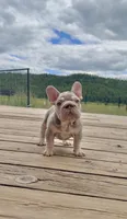 Isabella Tan with pink, fluffy, a male French Bulldog for sale in Spokane, WA – 3 of 9