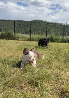 Rojo panda, a male French Bulldog for sale in Spokane, WA – 2 of 3