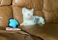Fluffy merle koi boy, a female French Bulldog for sale in Spokane, WA – 2 of 5
