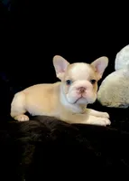 Rojo panda-husky koi bigrope pink male, a male French Bulldog for sale in Spokane, WA – Photo 2 of 7