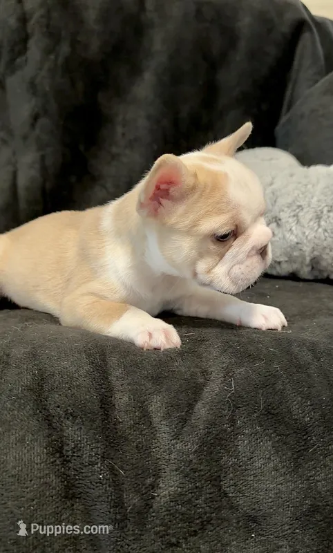 Rojo panda-husky koi bigrope pink male – French Bulldog puppy for sale in Spokane, WA